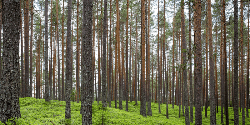 afforestation